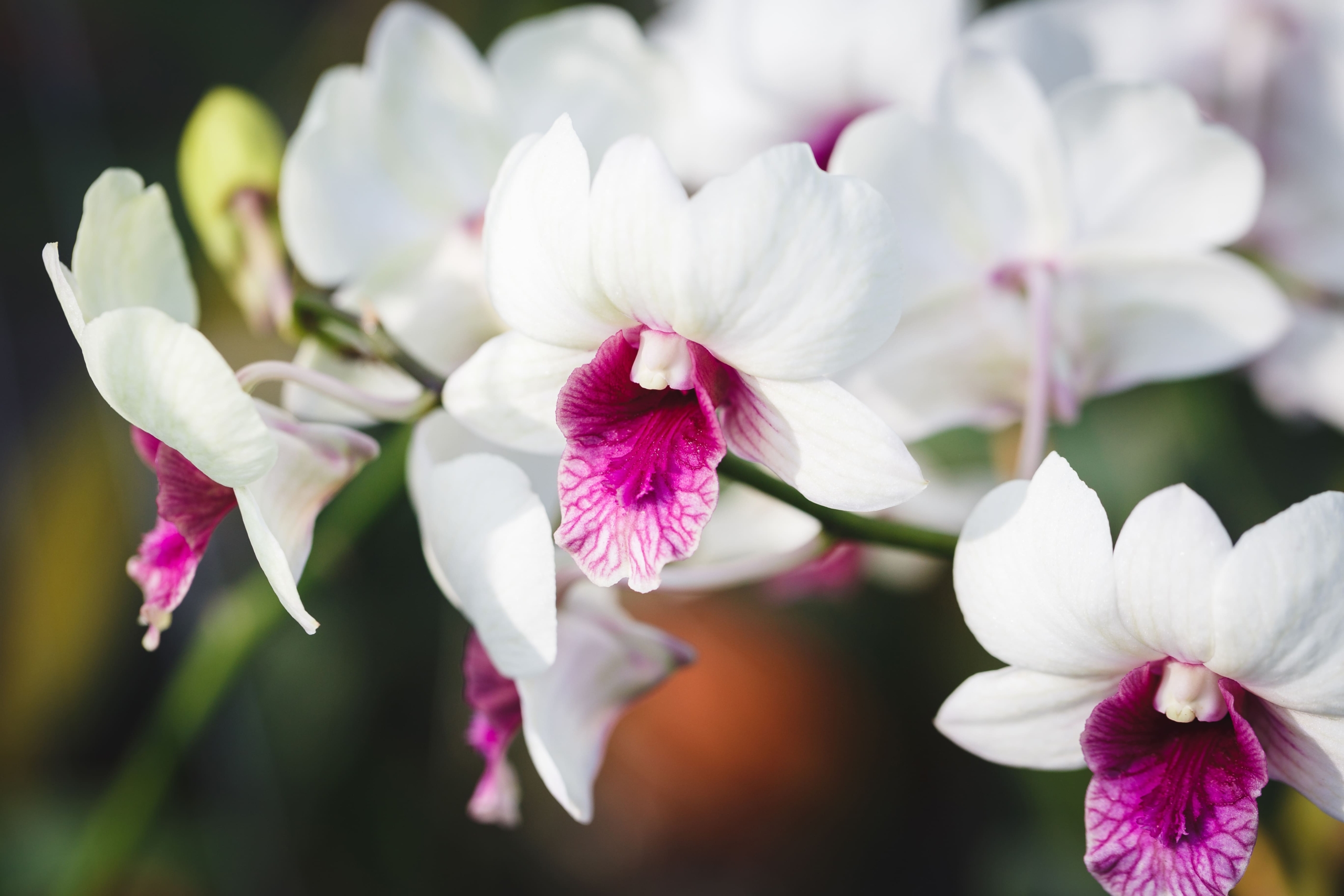 close-up-pink-white-orchids-blooming-outdoors-2